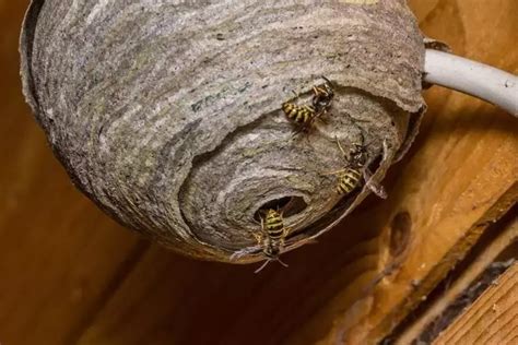 yaban arısı yuvası nasıl yok edilir